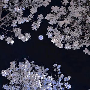 欧美成人一二区福利视频
