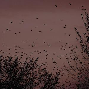 欧美成人一二区福利视频
